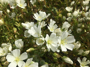 Raw Meadowfoam Honey Pint